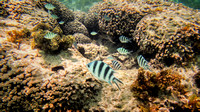 Seychellen La Digue Underwater Fish