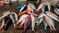 Seychellen Mahe Victoria Market Fish II