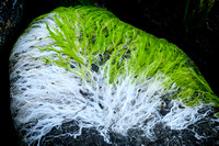 Algae on Stone