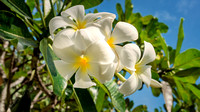 Seychellen Flora Frangipani