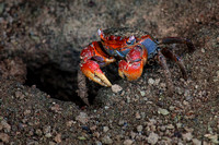 Seychellen Mahe Crab