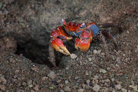 Seychellen Mahe Crab