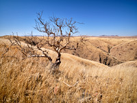 Namib Naukluft National Park IV