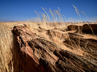 Namib Naukluft National Park V