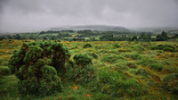 Dartmoor I
